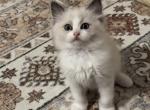 Emo - Ragdoll Kitten For Sale - Columbia&comma; MO&comma; US