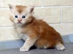 European Red Smoke MaineCoon Kitten with Pedigree - Maine Coon Kitten For Sale - 