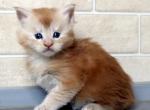 Red smoke Rare Color Maine Coon Male - Maine Coon Kitten For Sale - FL&comma; US