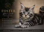 Foster Maine Coon male - Maine Coon Kitten For Sale - FL&comma; US