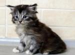 Fanny Maine Coon Female - Maine Coon Kitten For Sale - FL&comma; US