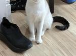 Ava - Snowshoe Kitten For Sale - Philadelphia&comma; PA&comma; US