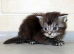 F e l i x - Maine Coon Kitten For Sale - FL&comma; US