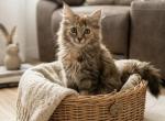 Cinnamon - Maine Coon Kitten For Sale - 