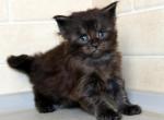 European Black Smoke Maine Coon Boy EU Pedigree - Maine Coon Kitten For Sale - DC&comma; US