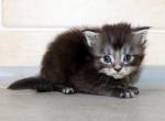 DNA Tested Free delivery WCF FIFe TICA Member - Maine Coon Kitten For Sale - DC&comma; US