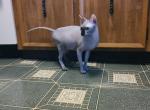 Stud for your cattery - Sphynx Kitten For Sale - Hagerstown&comma; MD&comma; US