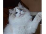 Blue - Ragdoll Kitten For Sale - Plymouth&comma; MN&comma; US