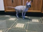 Stud for your cattery - Sphynx Kitten For Sale - 