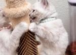 Pearl - Ragdoll Kitten For Sale - WA&comma; US