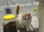 Exotic Persian kitten - Persian Kitten For Sale - Las Vegas&comma; NV&comma; US