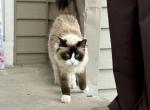 Fluff - Snowshoe Cat For Sale - Andover&comma; MN&comma; US