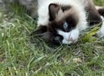 Fluff - Snowshoe Cat For Sale - Andover&comma; MN&comma; US