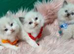 Ragdoll - Ragdoll Kitten For Sale - Barberton&comma; OH&comma; US