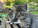 Household pets kitten - Domestic Kitten For Sale - 
