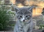 Beautiful baby cat kitten - British Shorthair Kitten For Sale - 