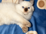 Waverly kittens choco  girl - Ragdoll Kitten For Sale - Williamsport&comma; OH&comma; US