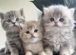 british kittens - British Shorthair Kitten For Sale - 