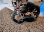 Mocha - Bengal Kitten For Sale - Columbia&comma; SC&comma; US