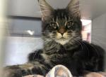 Maki - Maine Coon Kitten For Sale - Hollywood&comma; FL&comma; US