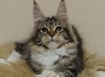 Tutti - Maine Coon Kitten For Sale - Hollywood&comma; FL&comma; US