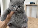 Blu - British Shorthair Kitten For Sale - Woodland Park&comma; CO&comma; US