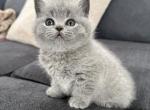 Babe - British Shorthair Kitten For Sale - Woodland Park&comma; CO&comma; US