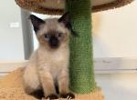 luis - Siamese Kitten For Sale - 