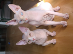 Lady - Sphynx Cat For Adoption - Denver&comma; CO&comma; US