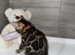 Stardust - Bengal Kitten For Sale - Palm Coast&comma; FL&comma; US