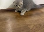 Masha - Scottish Straight Kitten For Sale - Main Avenue Station&comma; NJ&comma; US