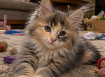 Cali - Maine Coon Kitten For Sale - Monroe&comma; OH&comma; US