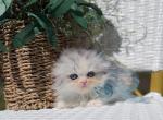 Scottish fold longhair dilute calico girl - Scottish Fold Kitten For Sale - Spokane&comma; WA&comma; US