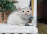 Scottish straight dilute calico girl - Scottish Straight Kitten For Sale - Spokane&comma; WA&comma; US