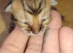 Lourde's Savannah - Savannah Kitten For Sale - Stillwater&comma; OK&comma; US