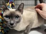 Malee - Thai Cat For Sale - Charlotte&comma; NC&comma; US