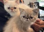 CFA Exotic Shorthair - Exotic Kitten For Sale - Old Town&comma; FL&comma; US