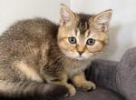 Scottish Fold Golden Ticked Female AMBER - Scottish Straight Kitten For Sale - 