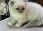 Lily - Ragdoll Kitten For Sale - Reading&comma; PA&comma; US