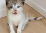 Most Unique - Snowshoe Kitten For Sale - Walterboro&comma; SC&comma; US