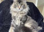Male V48 - Maine Coon Kitten For Sale - 
