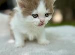 Tessa - Munchkin Kitten For Sale - Neosho&comma; MO&comma; US