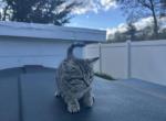 Bella - Domestic Kitten For Sale - MA&comma; US