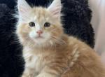 Boy V105 - Maine Coon Kitten For Sale - 