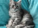 Boy V98 - Maine Coon Kitten For Sale - 