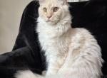 Lesotho - Maine Coon Kitten For Sale - 