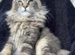 Male V49 - Maine Coon Kitten For Sale - 