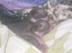 Sphynx Kittens - Sphynx Kitten For Sale - Muncie&comma; IN&comma; US