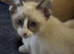 Snows Snowshoe - Snowshoe Kitten For Sale - Moneta&comma; VA&comma; US