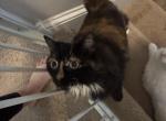 Misty - Domestic Cat For Adoption - Creedmoor&comma; NC&comma; US
